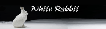 White-Rabbit-GIF.gif image by dabonghitta